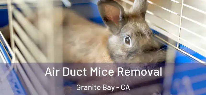 Air Duct Mice Removal Granite Bay - CA